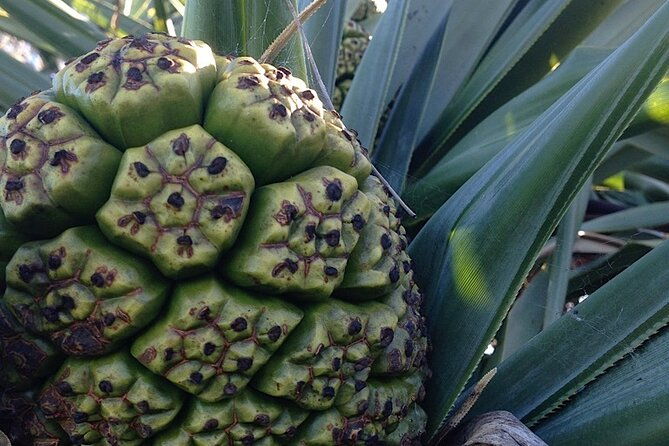 Private Insular Peninsula Tour in Kombi Hippie Van - The Itinerary: What to Expect at Each Stop