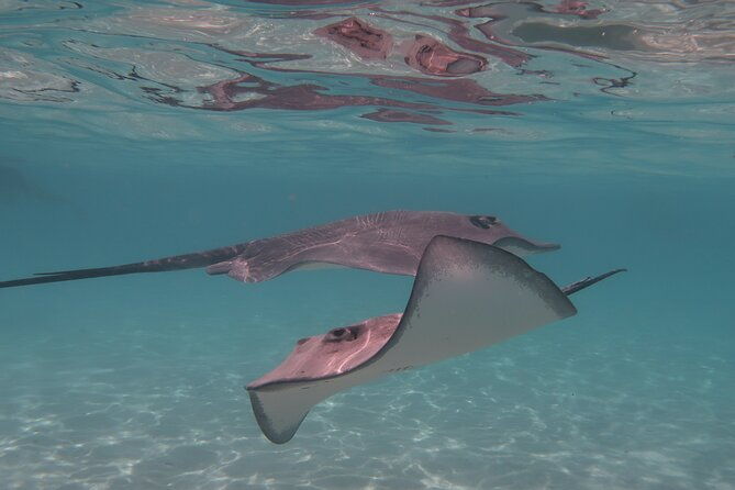 Private lagoon tour (rays, sharks, turtles) by boat in Moorea - The Value of the Experience