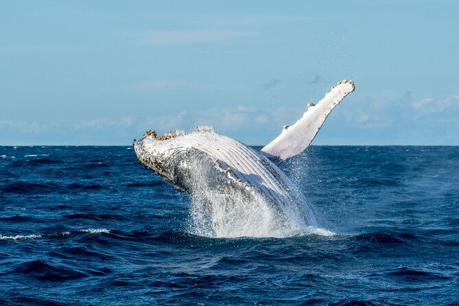 Private Luxury Intimate Whale Watching - Who Would Love This Tour?
