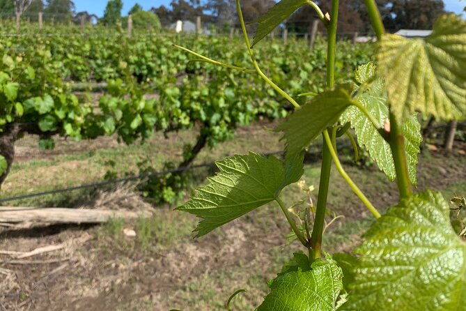 Private Orange Trike Wine Tasting Tour - The Experience of Riding the Trike