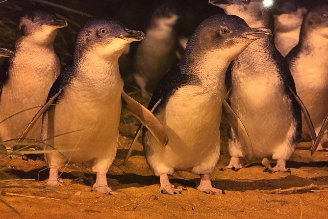 Private Penguin Tour includes Tour Guide & Penguin Plus Tickets - What’s Included? A Closer Look