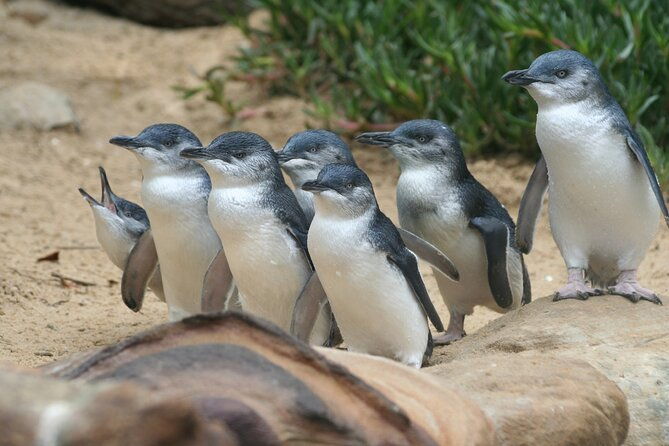 Private Phillip Island Customised Full Day Tour - What Travelers Said