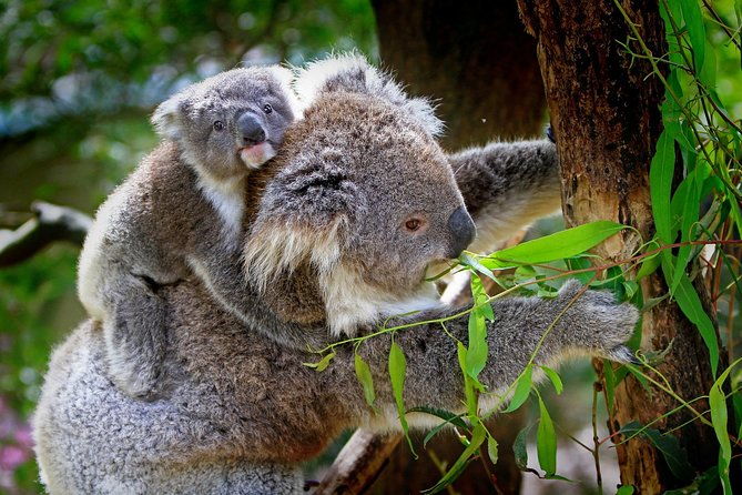 Private Three Day Great Ocean Road Tour - Practical Details and Considerations