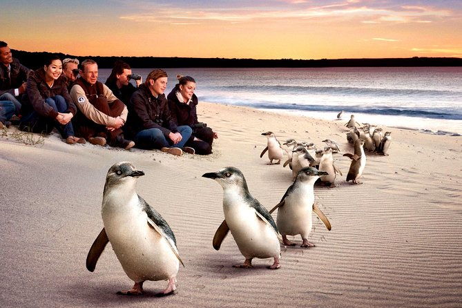 [Private Tour] Penguin Parade Phillip Island Tour. - FAQ