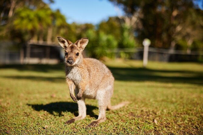Private Wildlife Waterfalls and Wine Day Tour from Sydney - The Heart of the Experience: An In-Depth Look