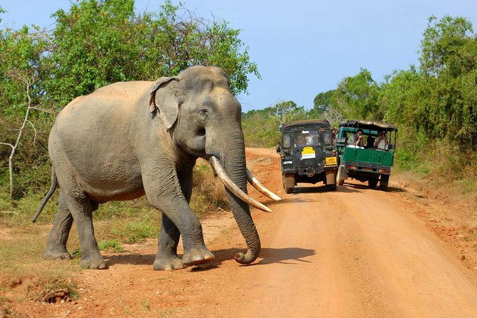 Privet One Day Udawalawe National Park Elephant Safari - Who Will Love This Tour?