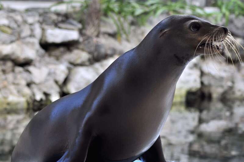 puerto-aventuras-sea-lion-discovery-ticket