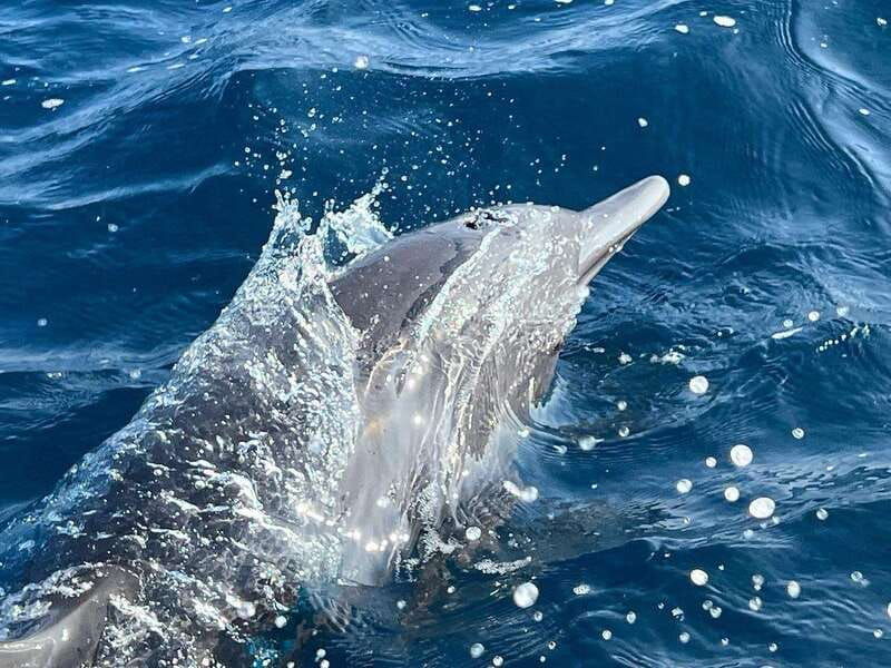 puerto-escondido-boat-tour-to-see-dolphins-and-marine-life