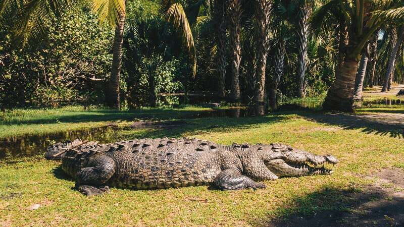 puerto-escondido-oaxaca-coast-wildlife-ecotour
