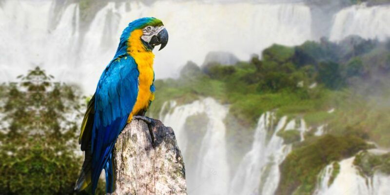 puerto-iguazu-iguaza-falls-brazilian-side-bird-park-tour
