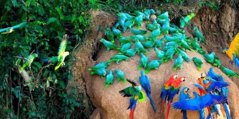puerto-maldonado-parrot-and-macaw-clay-lick-excursion
