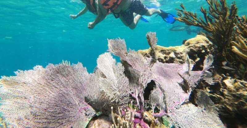 puerto-morelos-reef-snorkeling-adventure-with-transport
