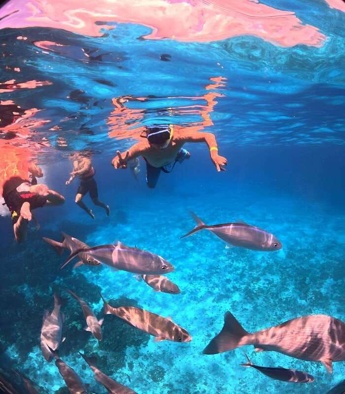 puerto-morelos-snorkeling-discover-vibrant-underwater-life