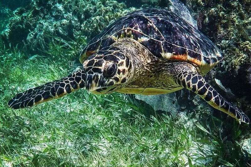 puerto-morelos-snorkeling-guided-activity