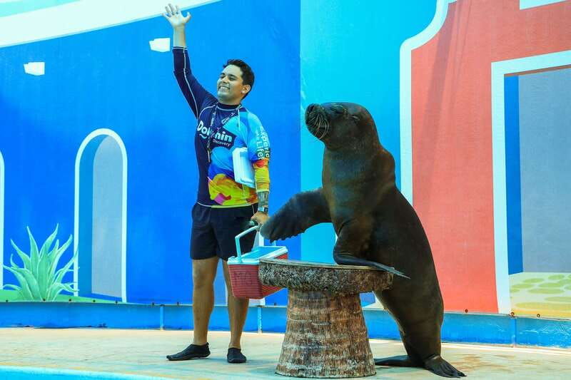 puerto-vallarta-sea-lion-discovery