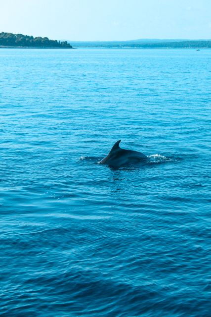 pula-brijuni-sunset-dolphin-cruise-with-dinner-drinks