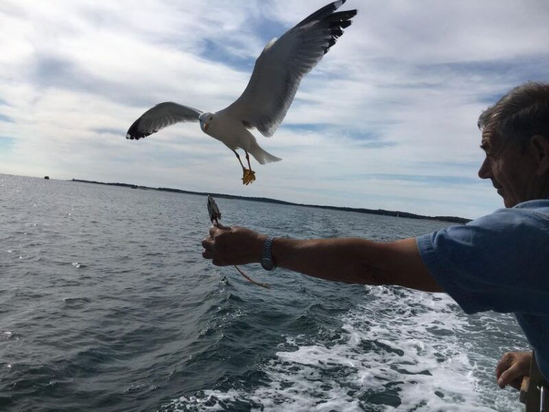 pula-dolphin-watching-sunset-cruise-with-dinner-drinks
