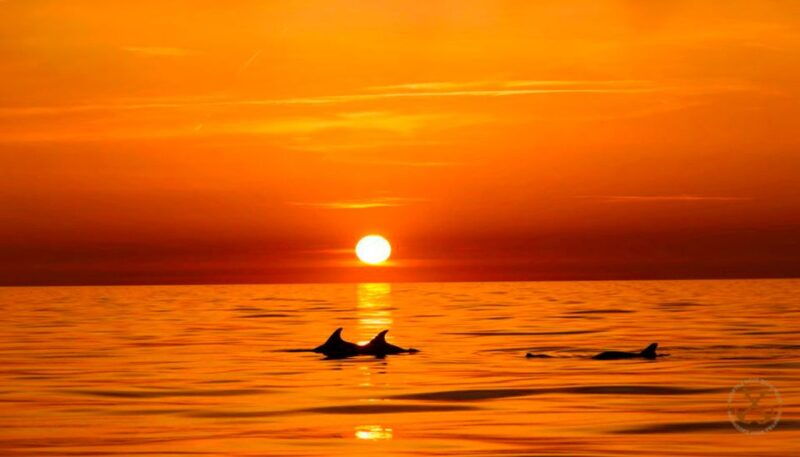 pula-national-park-brijuni-dolphin-cruise-with-dinner