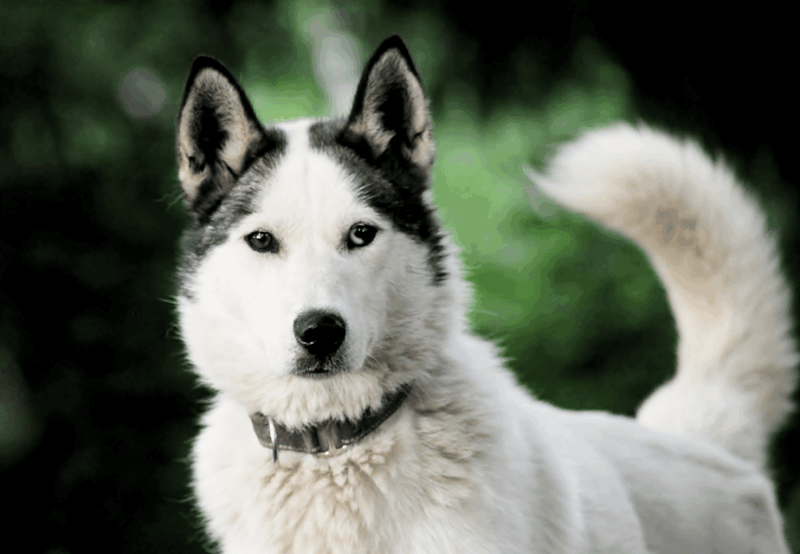 pyhatunturi-husky-safari-including-farm-visit