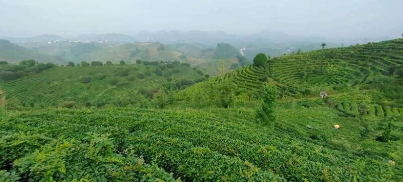 qixianfeng-tea-plantation-tour-in-yangshuo
