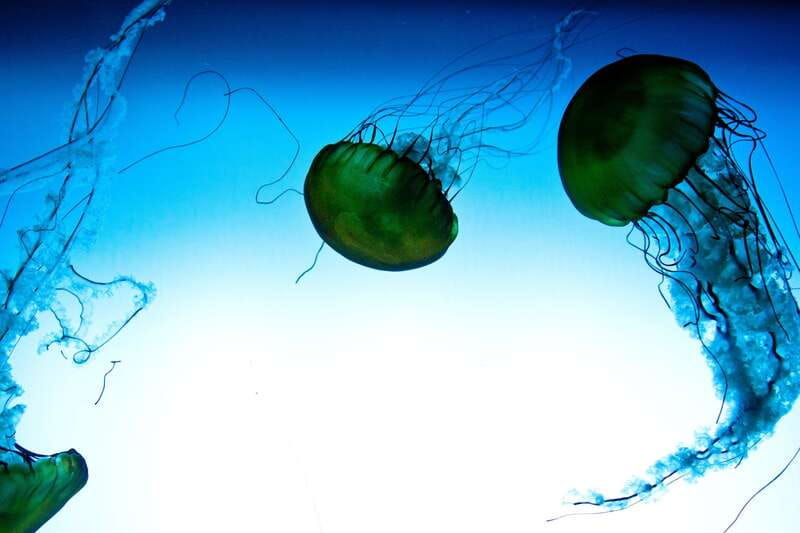 quebec-aquarium-of-quebec-entry-ticket