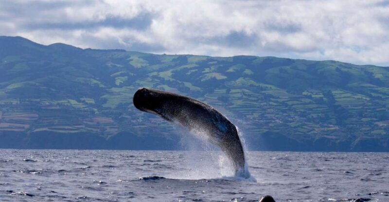 rabo-de-peixe-sperm-whale-sanctuary-expedition