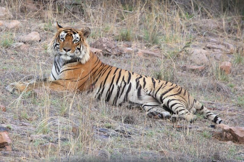 ranthambore-safari-booking-sharing-gypsy-and-sharing-canter