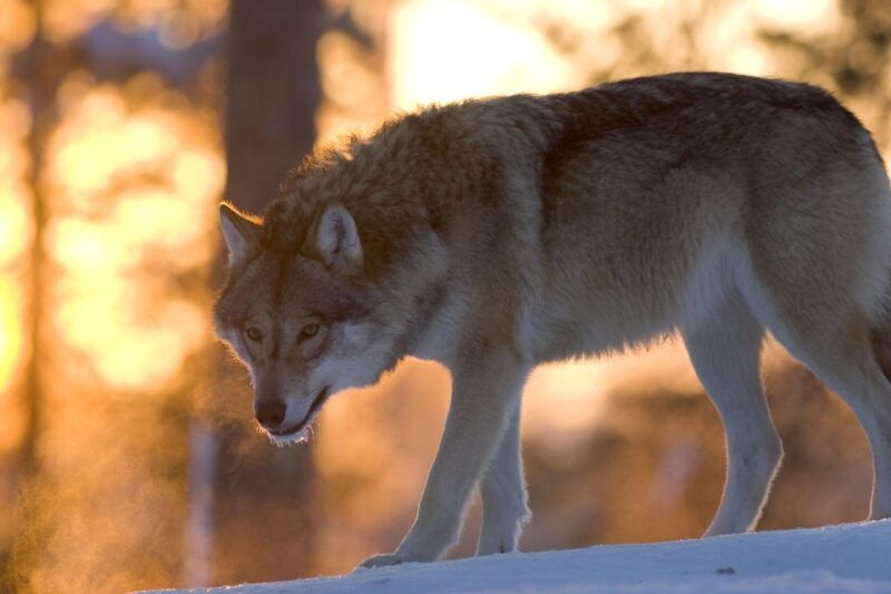 ranua-wildlife-park-guided-tour-from-rovaniemi