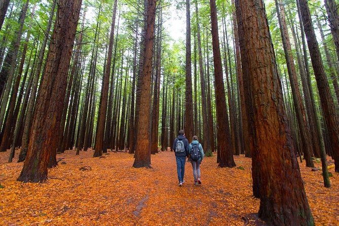 Redwood Forest , Blue Springs & Huka Falls Day Tour from Auckland - Who Is This Tour Best For?  