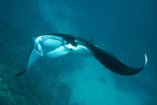 Reef Discovery Luxury Private Snorkeling Lagoon Tour - Who Would Love This Tour?