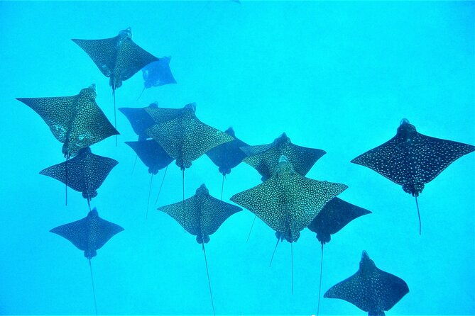 Reef Discovery Private Dream Day Tour - Who Will Love This Tour?