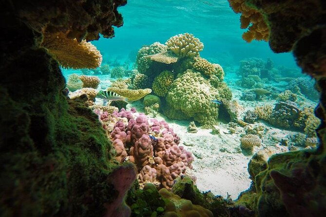 Reef Discovery Private Treasure Hunt - What Travelers Say
