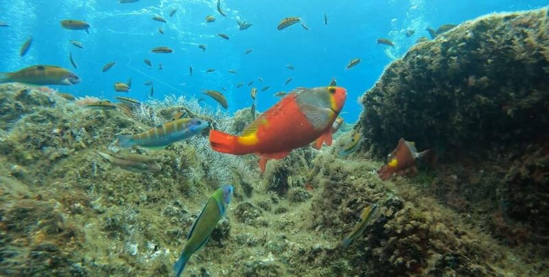 reef-fish-watching