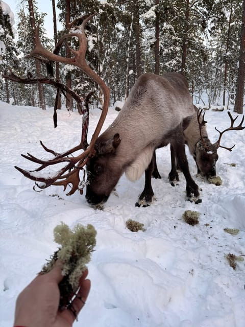 reindeer-feeding-in-inari