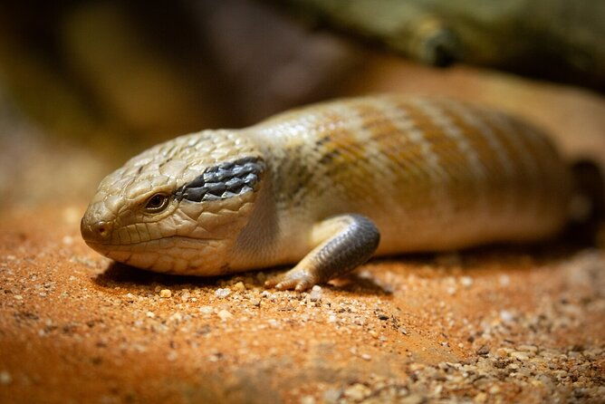 Reptile House Experience at Melbourne Zoo - excl. entry - Price and Value