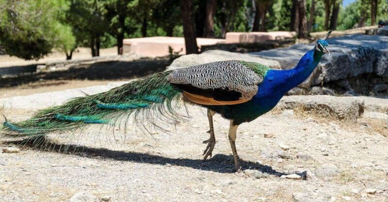 rhodes-filerimos-hill-and-butterfly-valley-bus-trip