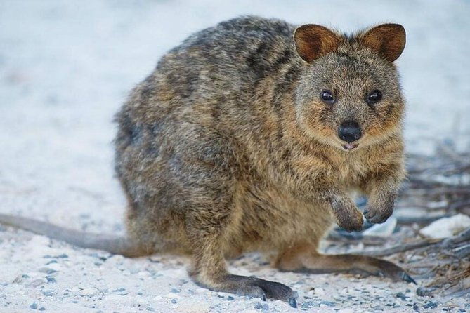 Rottnest Island All-Inclusive Grand Island Tour from Perth - What Travelers Are Saying