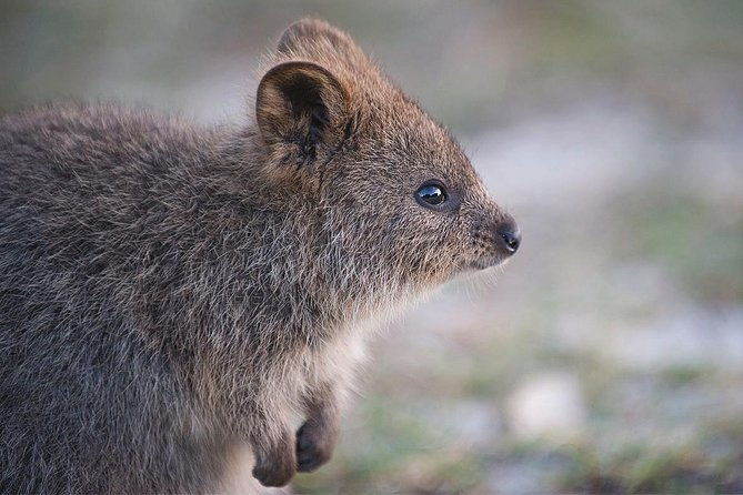 Rottnest Island Bayseeker Tour - FAQ