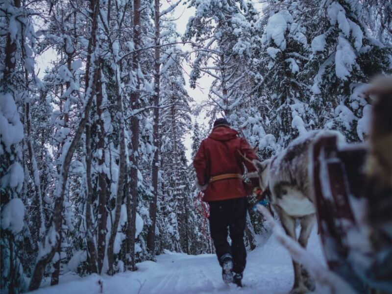rovaniemi-authentic-lapland-reindeer-farm-visit-sled-ride-2