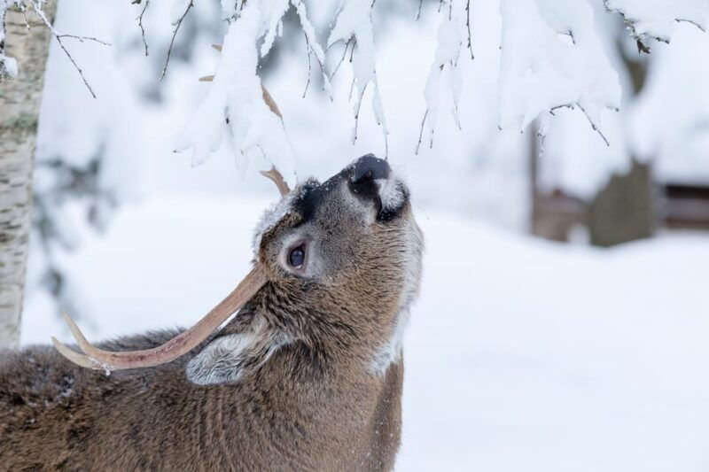 rovaniemi-day-at-ranua-wildlife-park-arctic-zoo