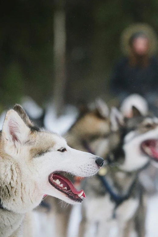 rovaniemi-family-friendly-husky-ride-and-farm-visit