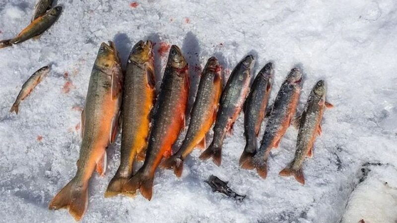 rovaniemi-half-day-snowmobile-ice-fishing-experience