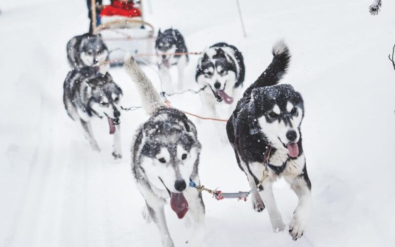 rovaniemi-husky-sled-ride-and-farm-visit