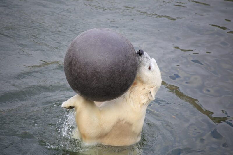 rovaniemi-ranua-zoo-wildlife-park-tour-with-hotel-pickup