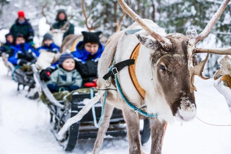 rovaniemi-reindeer-farm-visit-and-sleigh-ride-with-transfer