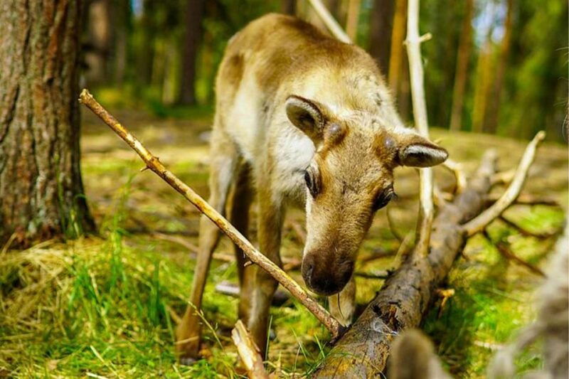 rovaniemi-reindeer-farm-visit-in-the-summer