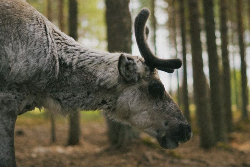 rovaniemi-reindeer-farm-visit-with-photographer