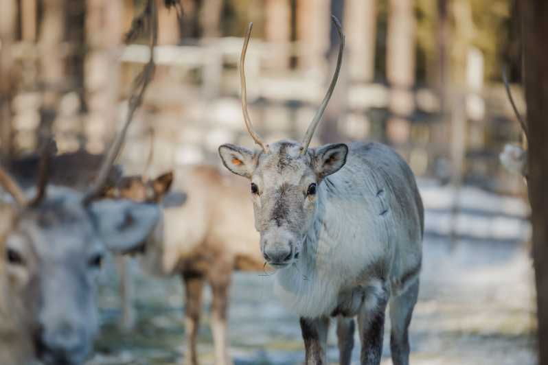 rovaniemi-reindeer-farm-visit-with-sleigh-ride