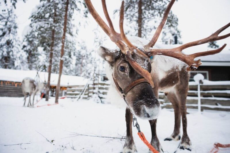 rovaniemi-snowmobile-tour-and-reindeer-farm-experience