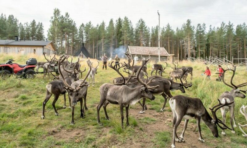 rovaniemi-summer-reindeer-farm-experience
